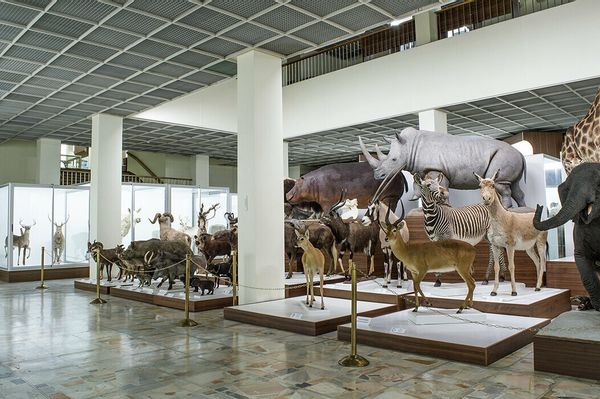 Gamtinė - pažintinė kelionė : T.Ivanausko muziejus ir sodyba – Naktinėjimas su švytinčiais organizmais