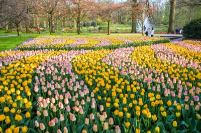 Gėlių paradas Olandijoje. Arba pavasaris, kuris kvepia žiedlapiais