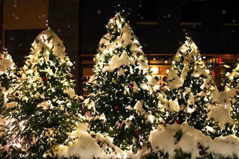 Naktinis Kalėdinių eglučių turas