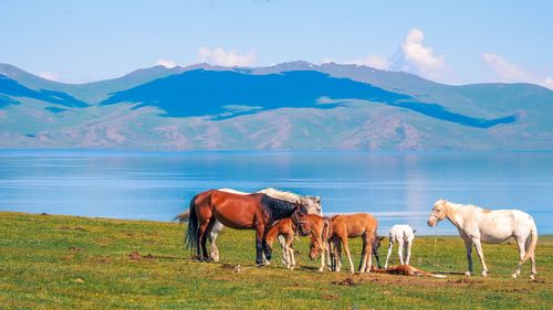 Kuo skiriasi kelionės po Vidurinę Aziją: Kirgizija ar Uzbekistanas?