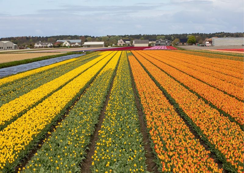 Gėlių paradas Olandijoje. Arba pavasaris, kuris kvepia žiedlapiais