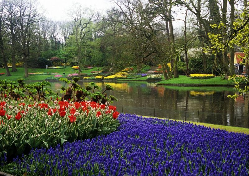 Gėlių paradas Olandijoje. Arba pavasaris, kuris kvepia žiedlapiais