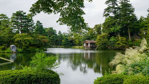 JAPONIJA: KAI ŽYDI SAKUROS
