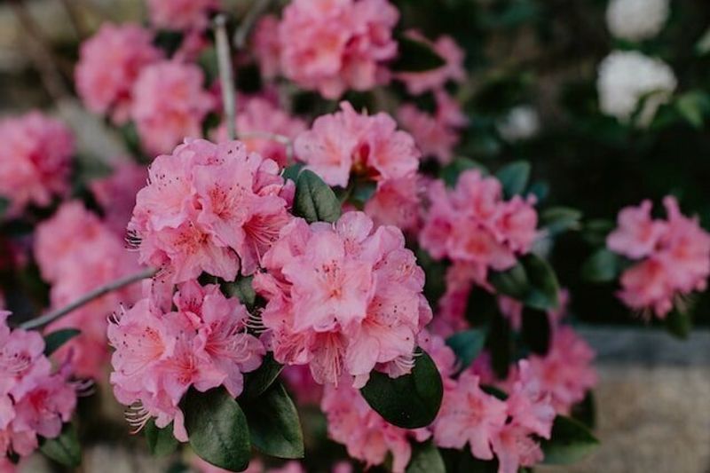 Gėlių takais: alyvų žydėjimas, rododendrai