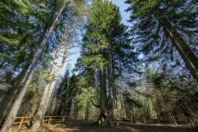 Pažintinė vienos dienos kelionė kolektyvams: Lietuvinkų valgiai - raganų edukacija - spaustuvė