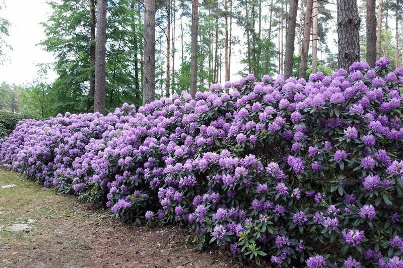 Pažintinė kelionė į Latviją: rododendrų žiedai – plaukimas Dauguvos upe Rygoje