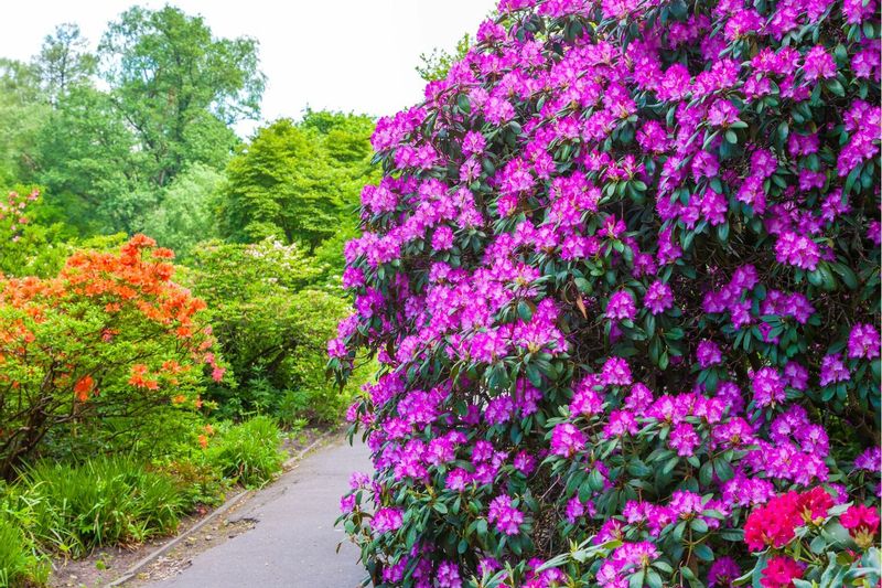 Pažintinė kelionė į Latviją: rododendrų žiedai – plaukimas Dauguvos upe Rygoje