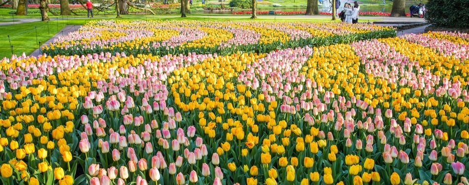 Gėlių paradas Olandijoje. Arba pavasaris, kuris kvepia žiedlapiais