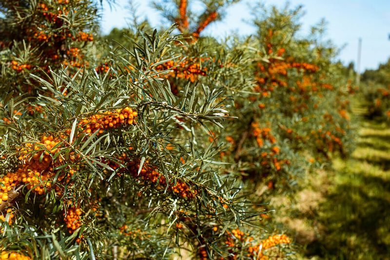 Degustacinė kelionė: šaltalankiai – shitaki grybai - vynas