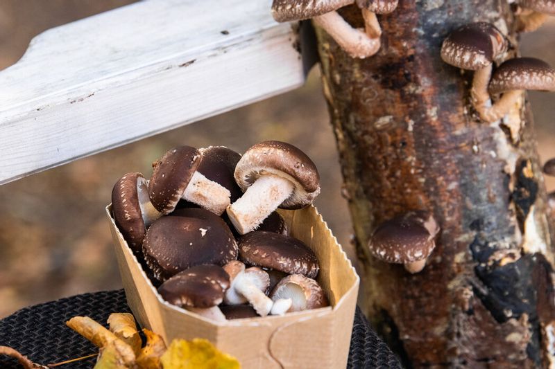 Degustation trip to Latvia: Latvian cheeses - Shiitake mushrooms - sea buckthorns
