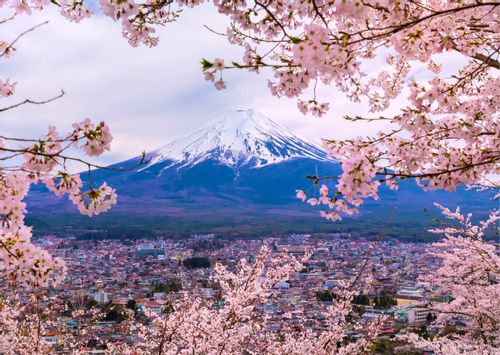 JAPONIJA: KAI ŽYDI SAKUROS